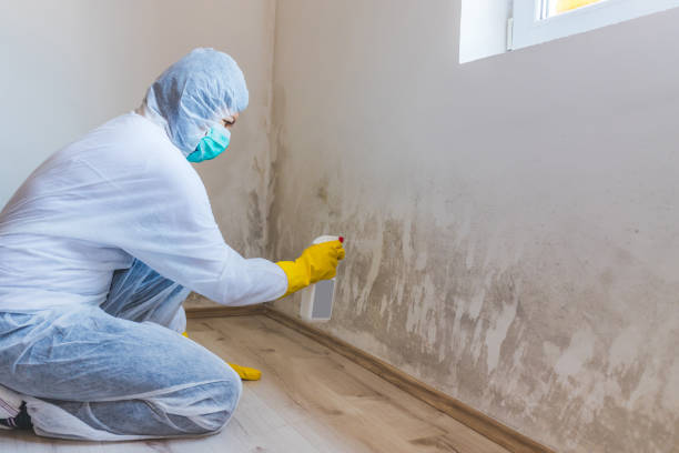 Professional mold removal team in Edgewood